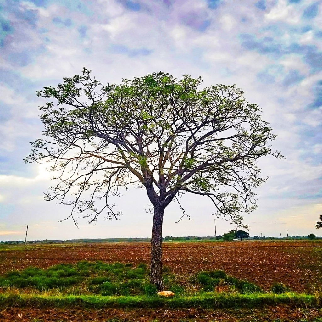 S R Kiran Aravindh